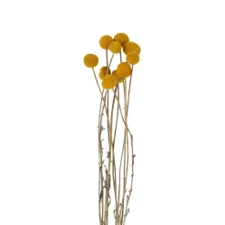 Craspedia geel - 40-50 cm